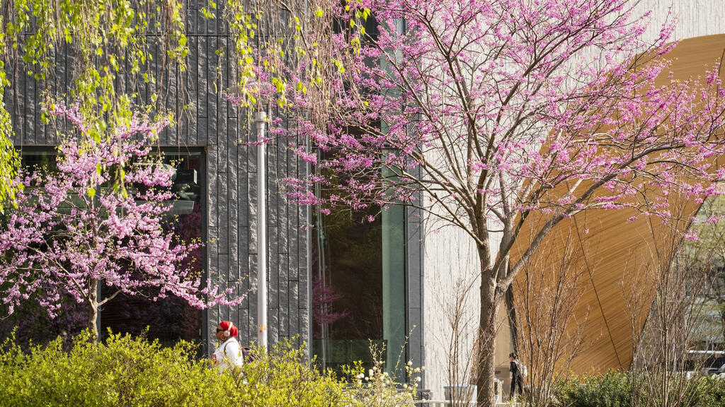 the exterior of charles library and trees with spring blooms
