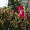 the cherry red temple T flag hanging in front of red blooms on shrub