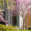 the exterior of charles library and trees with spring blooms